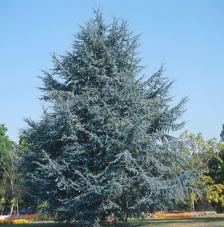 КЕДР АТЛАССКИЙ (CEDRUS ATLANTICA) ДЛЯ СЕМЕН БОНСАЙ - 3 шт.