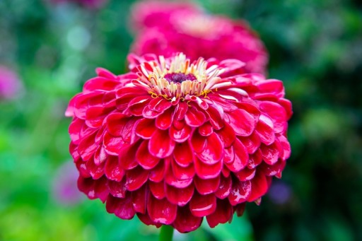 NEW DALI ZINNIA ILLUMINATION 1 Г СЕМЯН