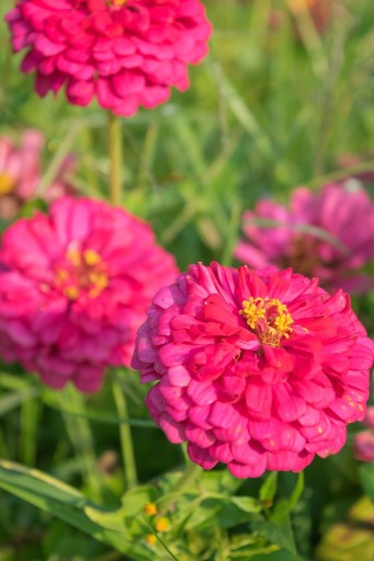 NEW DALI ZINNIA ILLUMINATION 1 Г СЕМЯН