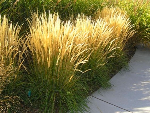 B199 Trzciniczek 'Karl Foerster' __ Calamagrostis