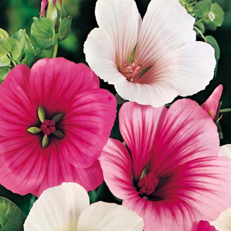 MALOPE PIĘKNA I PACHNĄCA MIODODAJNA