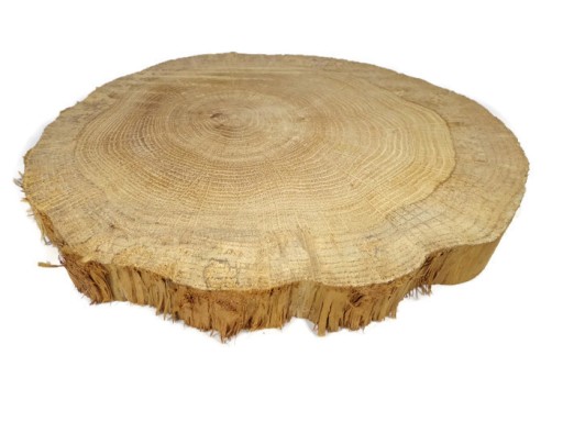 Plaster krążki drewna bez kory Dąb 15-19 cm flek