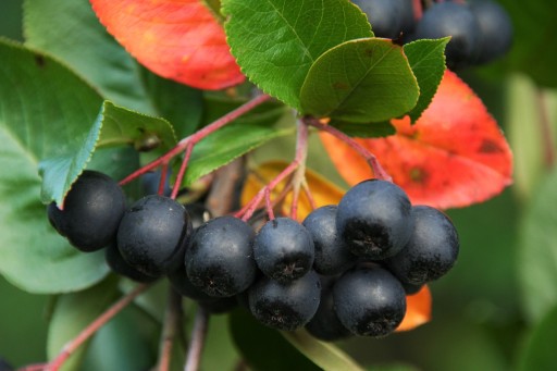 Aronia czarna, OBFITE PLONY, producent/PLANTACJA