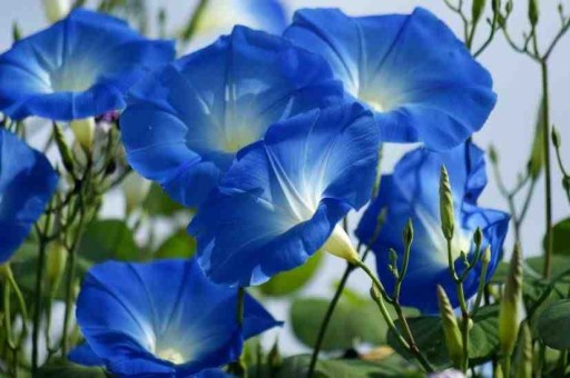 NIEBIAŃSKIE PNĄCZE - Heavenly Blue - Ipomoea CUDO