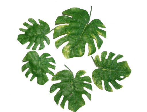 MONSTERA MINI LIŚCIE DO KOMPOZYCJI ZESTAW 5 sztuk