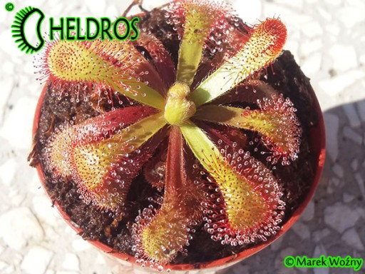 Rosiczka VENUSTA Drosera - 30X - od hodowcy SUPER