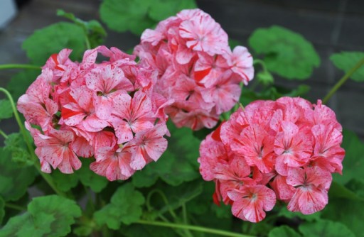 PELARGONIA RABATOWA RASPBERY nasiona