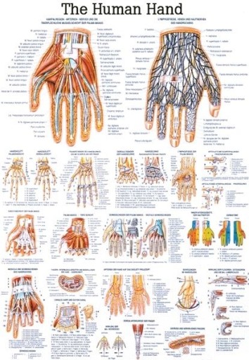 Tablica medyczna: DŁOŃ CZŁOWIEKA (Eng) | 100x70 cm