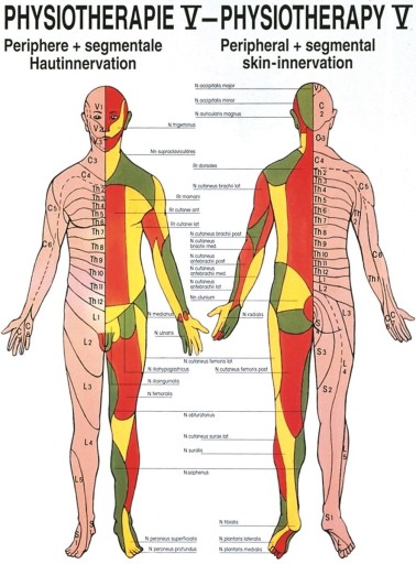 Tablica anatomiczna: UKŁAD NERWOWY SKÓRY (70 x 50 cm | EN / DE)