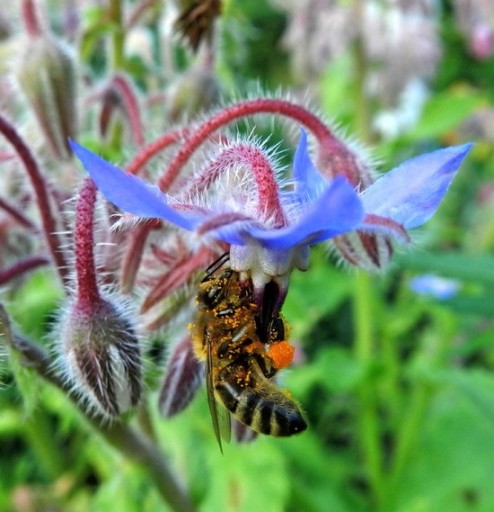 MIODODAJNY OGÓRECZNIK LEKARSKI - BORAGO 100 GRAM