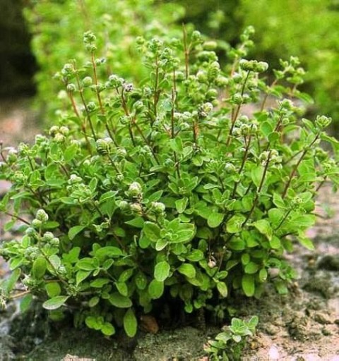 ZIOŁO MAJERANEK (ORIGANUM MAJORANA) 0,5 GRAMA NASION